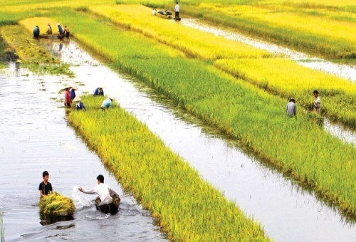 ĐBSCL là trung tâm sản xuất nông nghiệp lớn nhất của Việt Nam, đóng góp 50% sản lượng lúa, 65% sản lượng nuôi trồng thủy sản, 70% các loại trái cây, 95% lượng gạo xuất khẩu và 60% sản lượng cá xuất khẩu của Việt Nam. (ảnh: tapchitaichinh.vn).